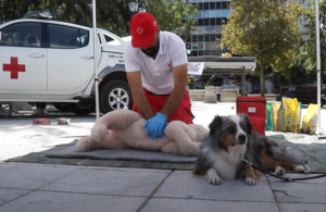 Ε.Ε.Σ.: Σεμινάρια Πρώτων Βοηθειών για σκύλους